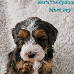Boy 4 - Tri-color male Bernedoodle puppy in Schertz, Texas from Kat's Teddydoodles