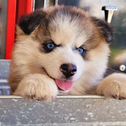 Mable - Lavender female Pomsky puppy in Sand Coulee, Montana from Big Sky Pomskies