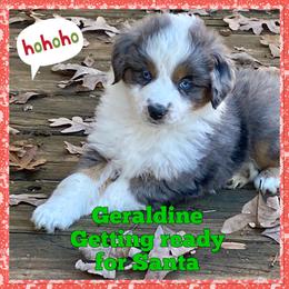 Geraldine - Blue merle female Miniature American Shepherd puppy in Harmony, North Carolina from Carolina Pride Aussies