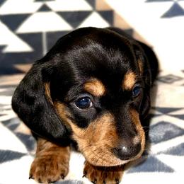 Girl 2 - Black and tan female Dachshund puppy in Fredonia, Arizona from Desert Horizon Dachshunds