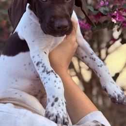 Pink Collar - White and liver female German Shorthaired Pointer puppy in Bluffton, South Carolina from Lowcountry Southern GSP'S