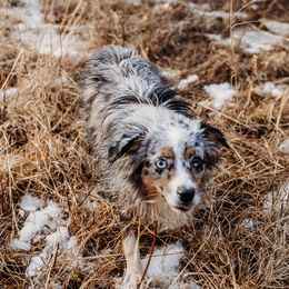 Aurora - Toy Australian Shepherd