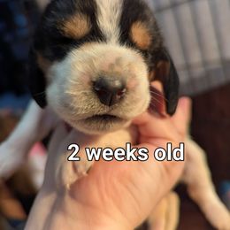 Bryce - Black brown and white female Basset Hound puppy in Cardington, Ohio from Buckeye Bassets 419