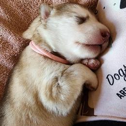 Thumbalina, pink collar girl - Red and white female Alaskan Malamute puppy in Grayson County, Virginia from River Bend Malamutes