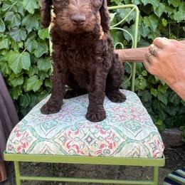 Assorted Doodle Crosses, Australian Labradoodle, Goldendoodle, and Newfoundland Puppies from Twin Sisters Doodles
