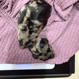 CKC Black and Tan Dapple shorthaired miniature female - Dapple female Dachshund puppy in Canyon Lake, Texas from M&Ms Dachshunds of Central Texas