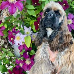 Mercy - Sable female Cocker Spaniel puppy in Oregon from Doc's Cockers