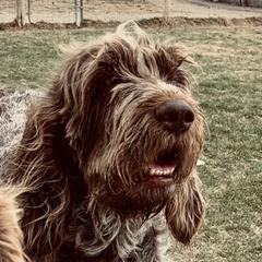 Bertha - Spinone Italiano