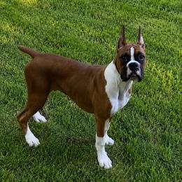 HUNTER - Fawn male Boxer puppy in Butler, Pennsylvania from Schaible's Boxer Huddle