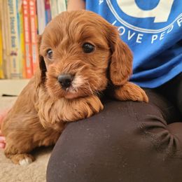 Cavapoo puppies from Gulf Coast Puppies