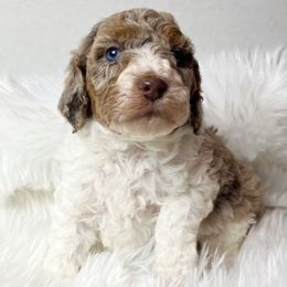 Pebble - Red merle female Aussiedoodle puppy in Clarkston, Washington from Aussiedoodle palace