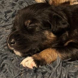 Cocoa - Black tri-color female Australian Shepherd puppy in La Porte City, Iowa from KDL Homestead