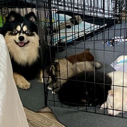 Pomsky Puppies from River Enz Pomskies