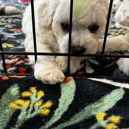 Green boy - White male Bichon Frise puppy in Wilmington, North Carolina from Cape Fear Bichons