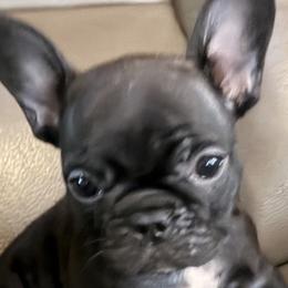 Bulldogs and French Bulldogs from Itsabulldogthing