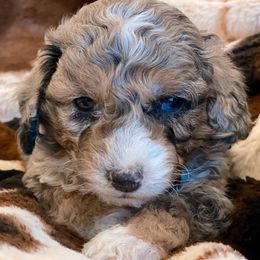 Aussiedoodles and Pembroke Welsh Corgis from Pulham Puppies
