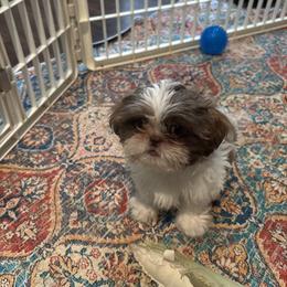 Jun - Tricolor male Shih Tzu puppy in Conroe, Texas from Shihtzu Happen