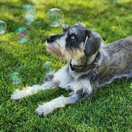 Bogie - Miniature Schnauzer