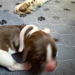 Girl 3 - Liver and white female English Springer Spaniel puppy in Findlay, Ohio from Flag City Springers