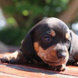 Dachshunds from Rodeo Doxies