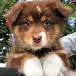 Australian Shepherds from Rocky Ridge Australian Shepherds