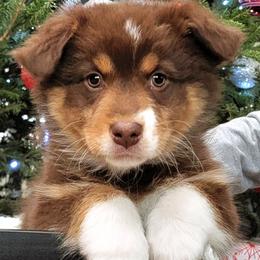 Australian Shepherds from Rocky Ridge Australian Shepherds