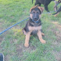 Bluey - Black and red male German Shepherd puppy in Marion, Ohio from Legacy K9’s