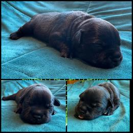 Black or Blue Collar - Black and white male Staffordshire Bull Terrier puppy in Princeton, Minnesota from Thor’s Beagles & Maha’s Staffy