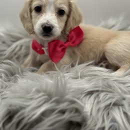 Lady AKC Limited - Cream female Dachshund puppy in Bartlesville, Oklahoma from OkieDokieDox