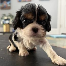 Rainbow Dash - Tri-color female Cavalier King Charles Spaniel puppy in Spring Hill, Florida from Wonderland Cavaliers