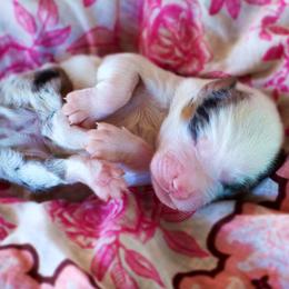 Twinky - Blue merle female Australian Shepherd puppy in Paola, Kansas from Tiz Ranch