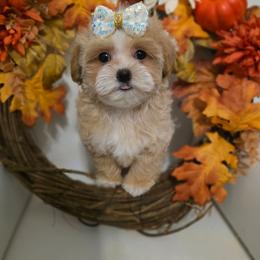 Splash - Apricot female Maltipoo puppy in Washington from Mt.BakerPoodles&Doodles