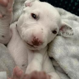 Lavender - White and liver brown female Dalmatian puppy in Hastings, Florida from Love My Spotty Dalmatians