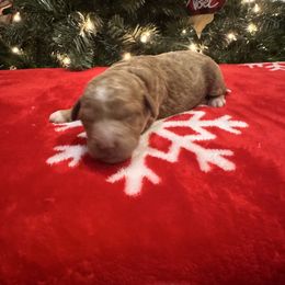 Girl 2 - Red  female Goldendoodle puppy in Bucyrus, Missouri from Hill Top Pomskies
