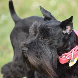 River - Miniature Schnauzer