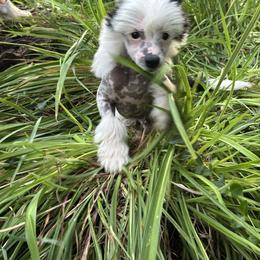 Chinese Crested Puppies from Windsong