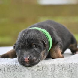 Katniss - Black and red female German Shepherd puppy in Nacogdoches, Texas from Vom Hausgladfel