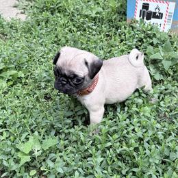 Lucky - Fawn male Pug puppy in Moorefield, West Virginia from Wratchford Farms