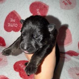 No Collar - Bi-color male German Shepherd puppy in Davenport, Florida from Pray Love Shepherd Kennels