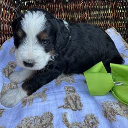 Lime Green - Tri-color female Bernedoodle puppy in Cody, Wyoming from Yellowstone Breeders