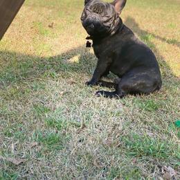 French Bulldog Puppies from Fancy Face Frenchies