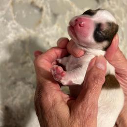 Parti Male - Parti male Yorkipoo puppy in Topeka, Kansas from Bayless Yorkiepoos