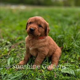Rose - Dark golden female Golden Retriever puppy in Brookston, Indiana from Sunshine Goldens