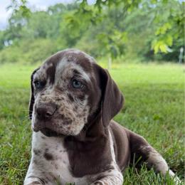 Last male available - Red merle male Catahoula Leopard Dog puppy in Manchester, Tennessee from Middle TN Leopard Catahoulas and Middle TN Bassett Hounds