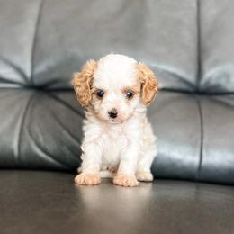 Rusty - Blenheim male Cavapoo puppy in Saint George, Utah from Fitzdoodles