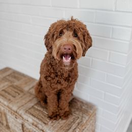 Riven - Goldendoodle