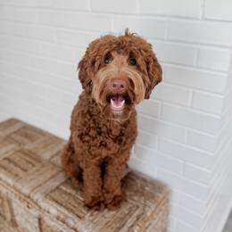 Riven - Goldendoodle
