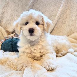 Frosty - Parti male Goldendoodle puppy in Gunnison, Utah from Curls and Camo Pups