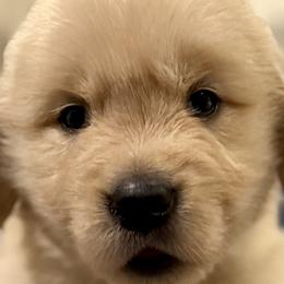 Golden Retrievers from Golden Grace Kennel