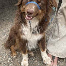 Adom - Miniature Australian Shepherd